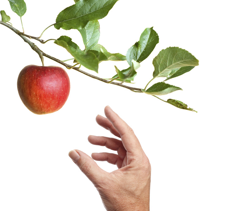 En hand som sträcker sig efter ett äpple på en trädgren.