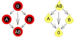 Erytrocyter och plasma