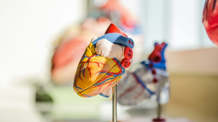 Anatomisk modell hjärta